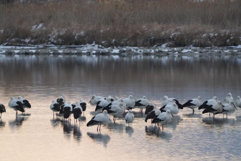 “역대급 황새 떼 해리천에!” 고창 해리천, 황새들의 겨울집 되다
